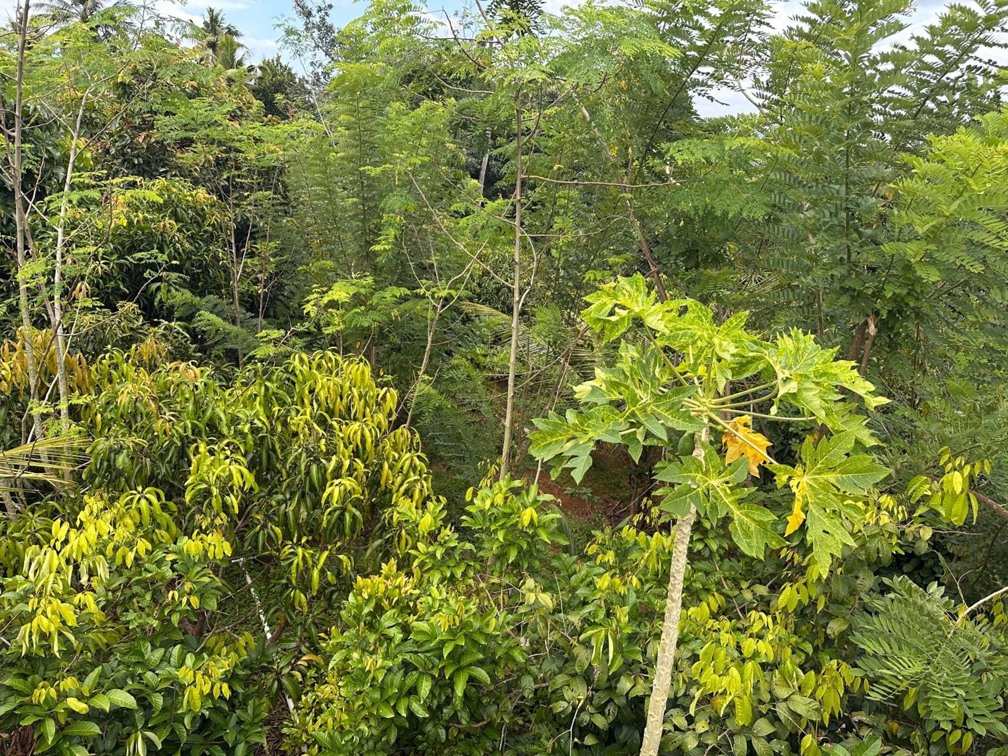 Kattil Farm Stay Varkala Thiruvananthapuram Exterior foto