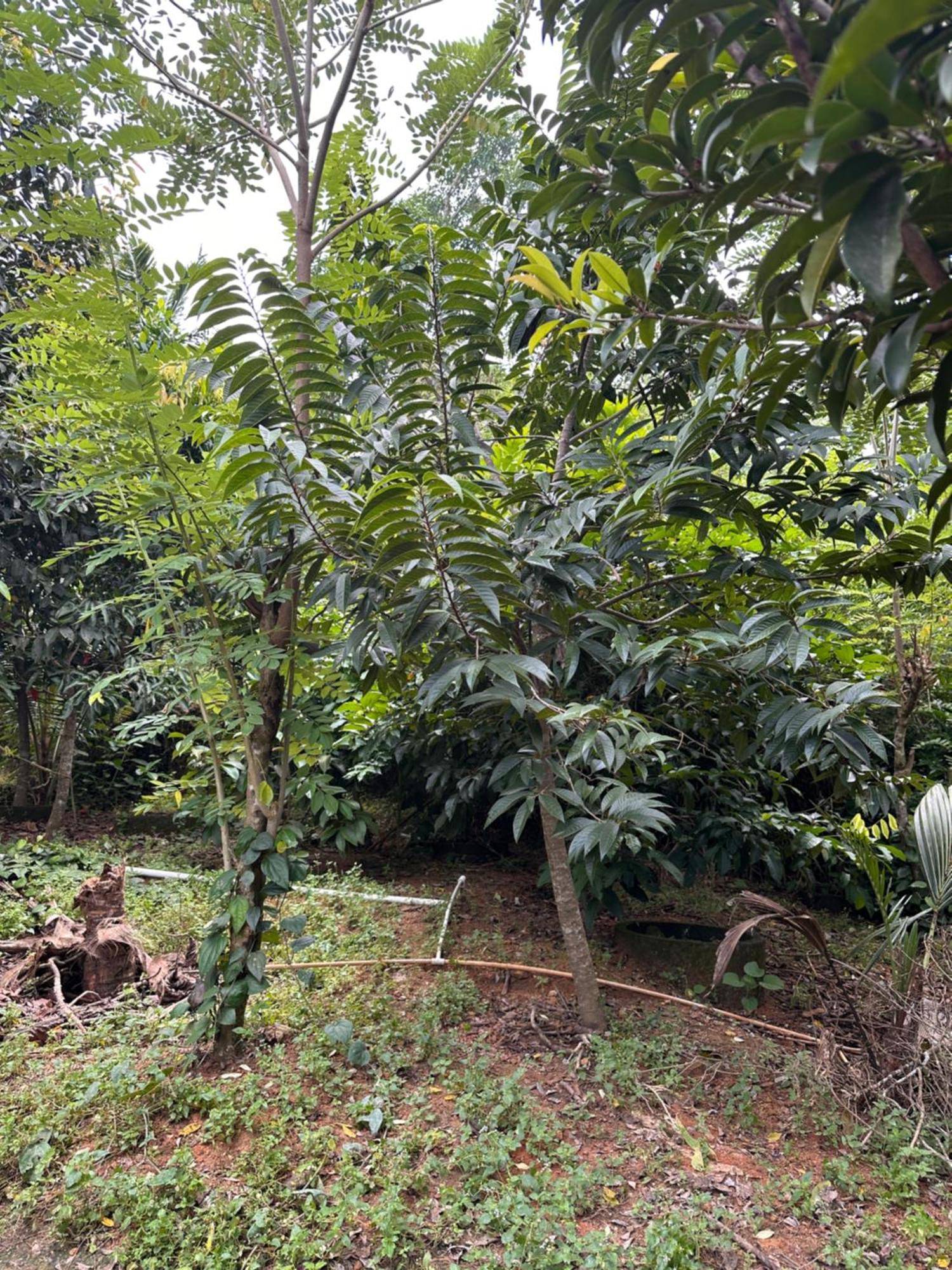 Kattil Farm Stay Varkala Thiruvananthapuram Exterior foto