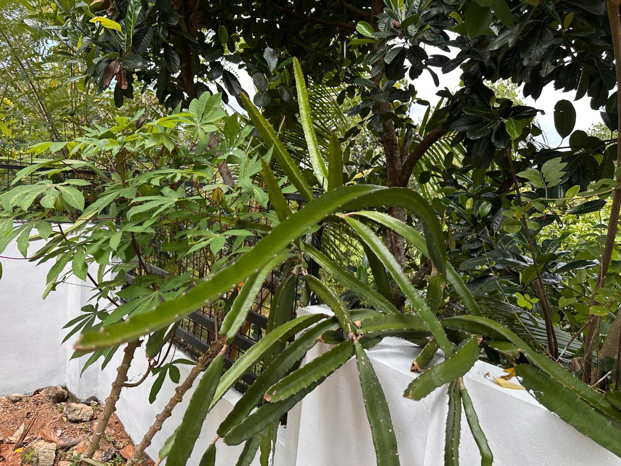 Kattil Farm Stay Varkala Thiruvananthapuram Exterior foto